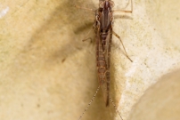 Un phmre. Une femelle mature (phmroptre - Baetidae - Cloeon dipterum)